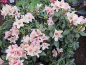 Preview: Rhododendron wardii Rio Brasil hat eine cremeweiße Blüte mit rosa farbenen Einschlüßen.