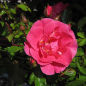 Preview: Intensives Pink der mehl- und sternrußtauresistenten Kordes-Bodendeckerrose.