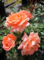 Preview: Rosa Flower Power® - Zwergrose Flower Power® - hat lachsrosa, gefüllte Blüten, die einen würzigen Duft verbreiten.