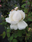Preview: Englische Rose Glamis Castle® weiß Duft+++ besitzt während der Monate von Juni bis September wunderschöne weiße, stark gefüllte Blüten, die einen intensiven Myrrhe-Duft verbreiten.