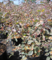 Preview: Rosa Glauca 3