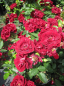 Preview: Rosa Havanna Hit® - Zwergrose Havanna Hit® - wächst kompakt und buschig. Die Rose wird ca. 40-60 cm hoch und ca. 50 cm breit.