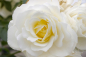 Preview: Rosa Kristallperle® - Hochstammrose Kristallperle® Stammrose reinweiß Duft- - besitzt reinweiße, gut gefüllte Blüten.