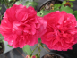 Preview: Rosa Leonardo da Vinci® - Hochstammrose Leonardo da Vinci® Floribunda Stammrose dunkelrosa Duft+ - trägt dunkelrosa gefüllte Blüten, die einen ganz zarten Duft verbreiten.