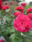 Preview: Rosa  Leonardo da Vinci® - Hochstammrose Leonardo da Vinci® Floribunda Stammrose dunkelrosa Duft+ - ist robust und besitzt eine sehr gute Winterhärte.