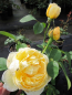 Preview: Rosa The Pilgrim - Englische Rose Austin Rose The Pilgrim® Auswalker® - benötigt einen halbschattigen bis sonnigen Standort und besitzt eine sehr gute Winterhärte.