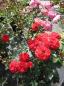 Preview: Rosa Zwergenfee 09® - Zwergrose Zwergenfee 09® - wächst buschig und aufrecht. Es handelt sich um eine sehr gesunde Rose mit einer besonders guten Winterhärte. Ein halbschattiger bis sonniger Standort wird bevorzugt.