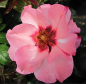 Preview: Englische Rose Alissar Princess of Phoenicia 1