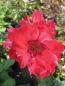 Preview: Englische Rose Alissar Princess of Phoenicia 3