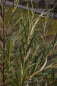 Preview: Salix rosmarinifolia 1