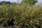 Preview: Salix rosmarinifolia 3