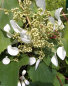 Preview: Die Spalthortensie Moonlight, Schizophragma hydrangeoides Moonlight, ist eine kletterfähige Hortensiensorte