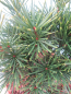 Preview: Sciadopitys verticillata Gruene Kugel 1