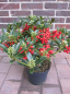 Preview: Skimmia japonica Red Diamond ist eine immergruene Zierpflanze