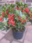 Preview: Skimmia japonica Red Diamond hat einen hohen Zierwert