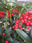 Preview: Skimmia japonica Red Diamond waechst kompakt und buschig