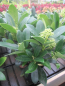 Preview: Skimmia japonica Finchy2