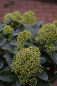 Preview: Skimmia japonica Fragrant Cloud 1