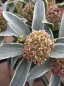 Preview: Skimmia mystic marlot