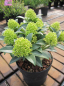 Preview: Skimmia japonica White Dwarf - Japanische Skimmie White Dwarf - ist ein immergrüner Strauch mit einem kompakten, buschigen und winterharten Wuchs.