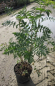 Preview: Sorbus aucuparia 1