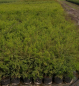 Preview: Spiraea arguta 2