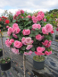Preview: Hochstammrose Pink Swany 1