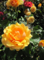 Preview: Die Hochstammrose Amber Queen, Rosa Amber Queen, trägt zahlreiche bernsteinfarbene Blüten