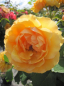 Preview: Hochstammrose Amber Queen