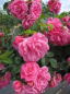 Preview: Die Stammrose Palmengarten Frankfurt, Rosa Palmengarten Frankfurt, besitzt eine sehr gute Winterhärte