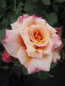 Preview: Märchenrose Caramella