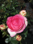 Preview: Strauchrose Eden Rose 85 3