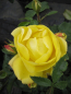Preview: Die robuste und winterharte Strauchrose Emil Nolde® - Rosa Emil Nolde® - gelb - Duft+ - Tantau-Rose steht bevorzugt an halbschattigen bzw. sonnigen Standorten. Der Wuchs ist buschig und aufrecht.