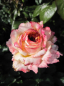 Preview: Strauchrose Maui® - Rosa Maui® - apricot-weiß - Duft+ zeigt in den Monaten von Juni bis September apricot-weiße, zart duftende Blüten.