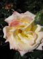 Preview: Strauchrose Maui® - Rosa Maui® - apricot-weiß - Duft+ hat einen kompakten, dichten und aufrechten Wuchs.