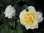 Preview: Strauchrose Nina™ Renaissance® 1
