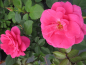 Preview: Renaissance Rose Lea