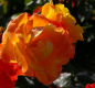 Preview: Die Strauchrose Rose des Cisterciens® - Rosa Rose des Cisterciens® - gelb-orange-rosa - Duft++ - Malerrose - Delbard-Rose zeigt immer unterschiedlich aussehende, gefüllte, gelappte und duftende Blüten, die gelb-orange-rosa gestreift sind.