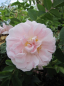 Preview: Die ab Juni blühende Strauchrose Stanwell Perpetual - Rosa Stanwell Perpetual - zartrosa - Duft+++ zeigt stark duftende, gefüllte, zartrosa Blüten.