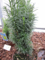 Preview: Taxus baccata fastigiata Sibirica1