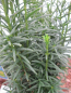 Preview: Taxus baccata fastigiata Sibirica2