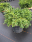 Preview: japanische Eibe Emerald Spreader