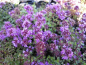 Preview: Thymus serpyllum Coccineus 1