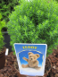 Preview: Kugellebensbaum Teddy