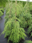 Preview: Tsuga canadensis Pendula2