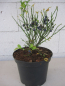 Preview: Wilde Blaubeeren 2