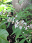 Preview: Vitex agnus-castus alba - weißer Mönchspfeffer - Keuschlamm - Keuschbaum - zeigt duftende, weiße Blütenrispen. Der Wuchs ist locker, aufrecht und leicht überhängend.