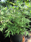 Preview: Vitex agnus-castus alba - weißer Mönchspfeffer - Keuschlamm - Keuschbaum - ist winterhart, sollte jedoch als Kübelpflanze oder bei extremen Temperaturen einen Winterschutz erhalten.
