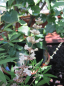 Preview: Vitex agnus-castus alba - weißer Mönchspfeffer - Keuschlamm - Keuschbaum - bildet pfefferähnliche Samen, die in der Heilkunde bei Frauenbeschwerden ihre Anwendung finden.