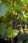 Preview: Vitis vinifera Königliche Esthertraube 3